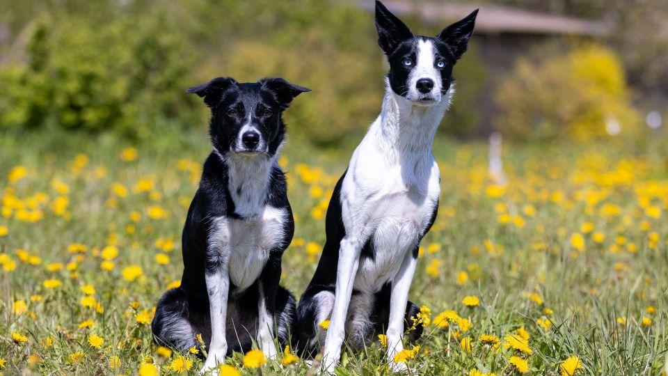 Collie (Smooth)
